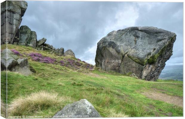 The Cow and Calf Ilkley Moor The calf close up. Canvas Print by Diana Mower