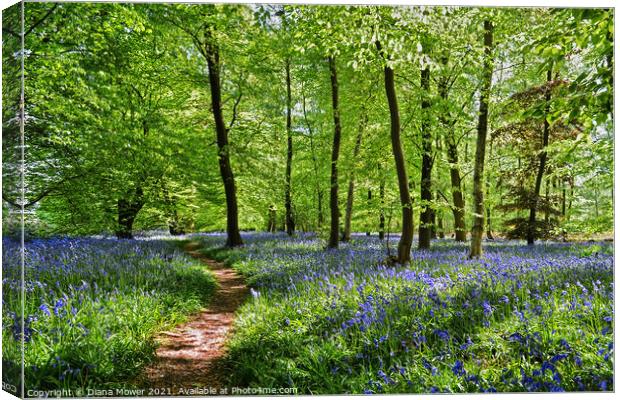  Bluebell Wood in England Canvas Print by Diana Mower