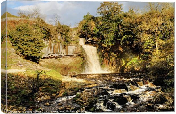 Thornton Force on the river Twiss Ingleton Canvas Print by Diana Mower