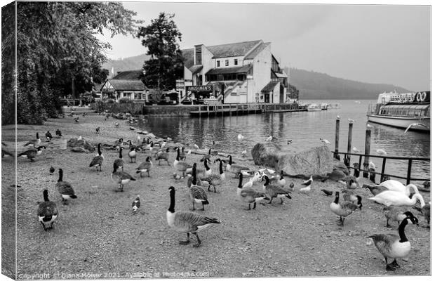 Bowness on Windermere Geese in Monochrome Canvas Print by Diana Mower