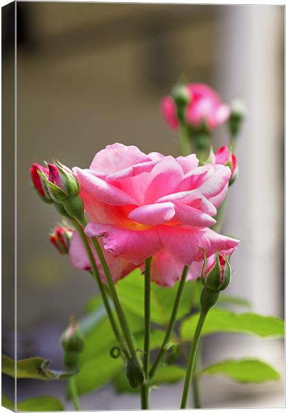 Pink Rose Bloom Buds leaves Canvas Print by Arfabita  