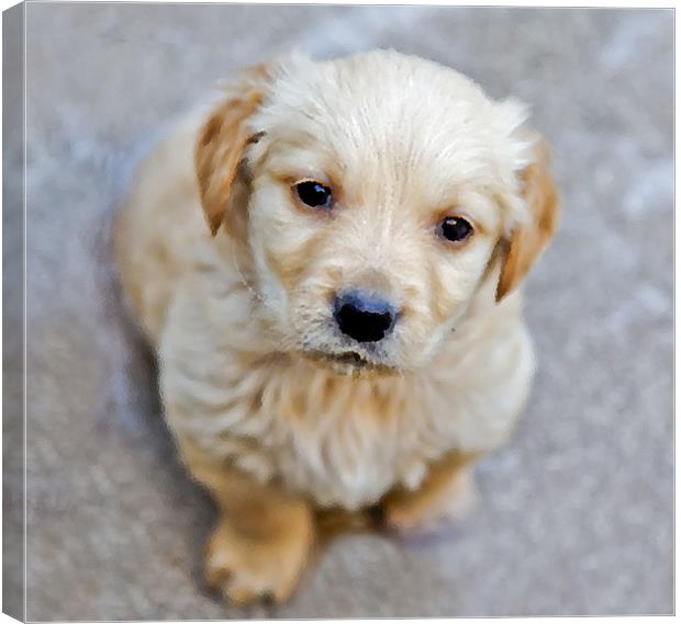 Textured Sad Face Puppy Canvas Print by Arfabita  