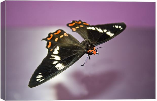 Bodiless Gliding Moth Canvas Print by Arfabita  