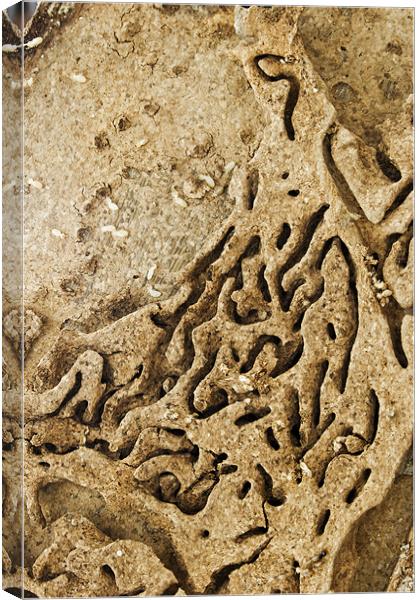 Damaged timber by termite infestation Canvas Print by Arfabita  