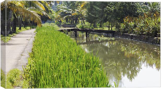lush rice fields and waterways Canvas Print by Arfabita  