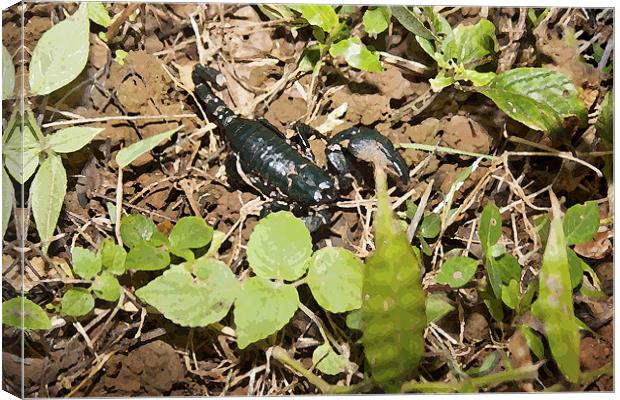 I bite, I sting, Emerald Scorpion Canvas Print by Arfabita  