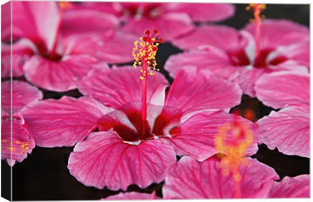 Close up of Pink Fluted Hibiscus Canvas Print by Arfabita  