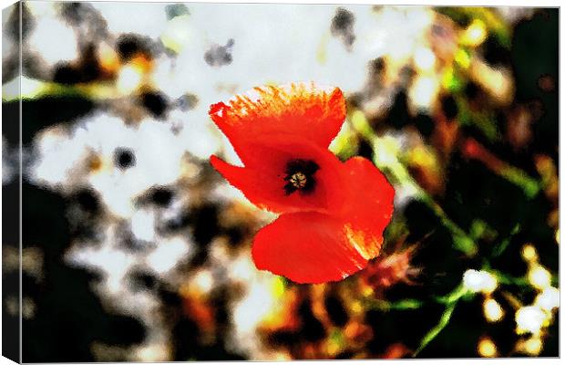 Poppy in foliage through frosted glass Canvas Print by Arfabita  