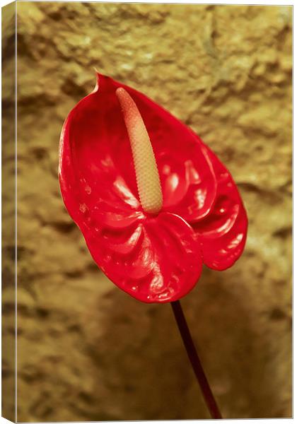 Red single petal Spathe Spadix Canvas Print by Arfabita  