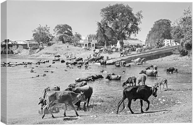 Gujarat Hinterlands and Cattle Canvas Print by Arfabita  