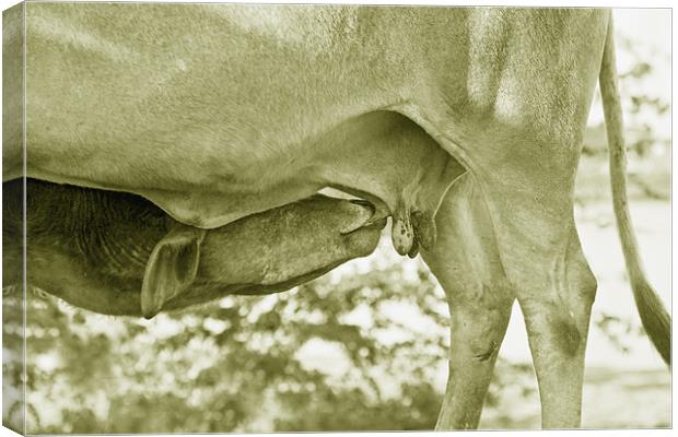 Theres Nothing like Mothers Milk Canvas Print by Arfabita  