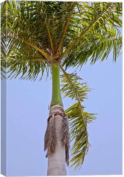 Tropical Royal Palm abstract Canvas Print by Arfabita  