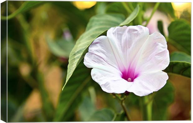 White fluted Hibiscus Canvas Print by Arfabita  