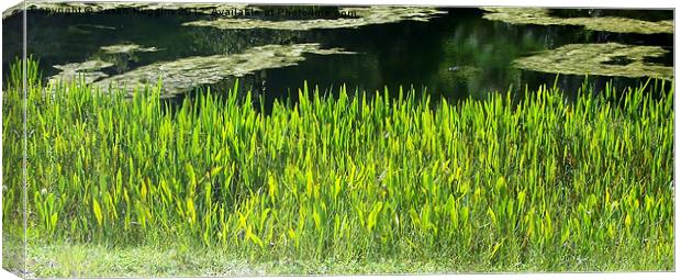 Green Untouched Glades Canvas Print by Susan Medeiros