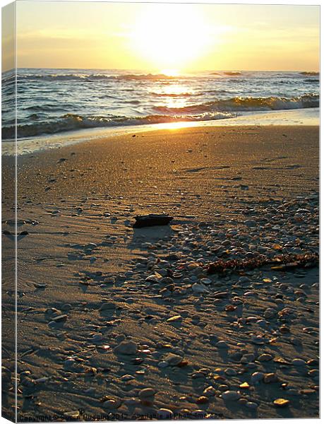 Seashells Absorbing the Sunset Canvas Print by Susan Medeiros