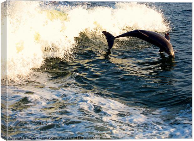 Out of the Water (dolphin2) Canvas Print by Susan Medeiros
