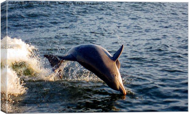 Playing Dolphins (Dolphins3) Canvas Print by Susan Medeiros