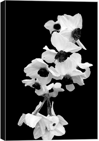 White Orchid Canvas Print by Panas Wiwatpanachat