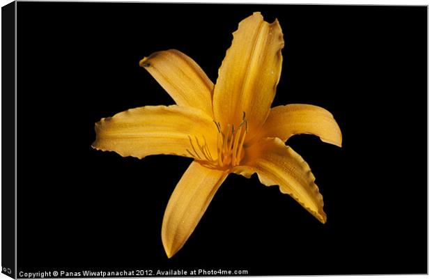 Yellow Lilly Canvas Print by Panas Wiwatpanachat