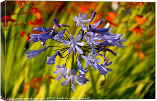 African Lilly Canvas Print by Panas Wiwatpanachat