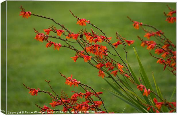 Orange Crocosmia in the Garden Canvas Print by Panas Wiwatpanachat