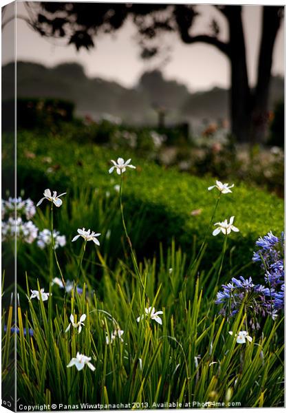 White Iris in the Garden Canvas Print by Panas Wiwatpanachat