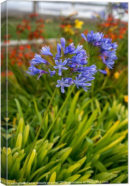 Garden by the Beach Canvas Print by Panas Wiwatpanachat