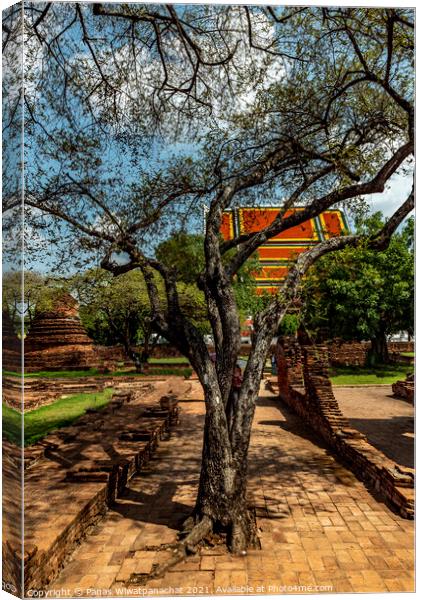 Ancient Tree Canvas Print by Panas Wiwatpanachat