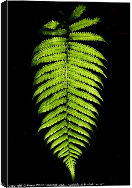 Plant leaves Canvas Print by Panas Wiwatpanachat