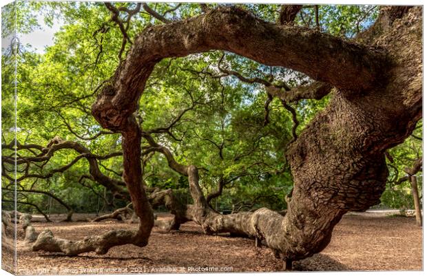 The Branch Canvas Print by Panas Wiwatpanachat