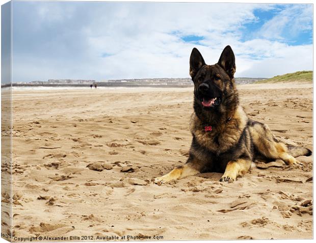 German Shepherd Dog Canvas Print by Alexander Ellis