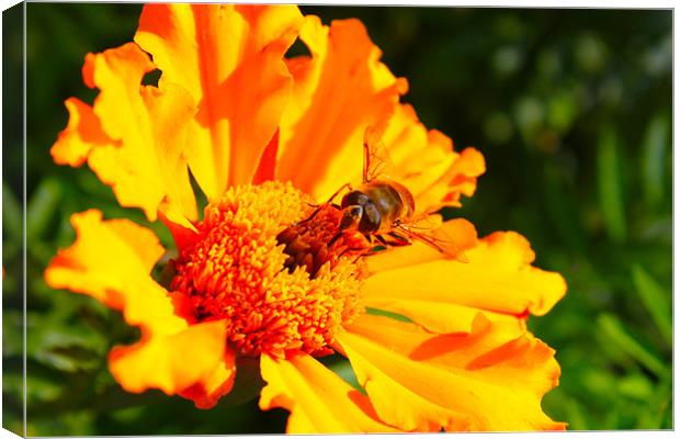 yellow petal. Canvas Print by bobbi-jay lamburn