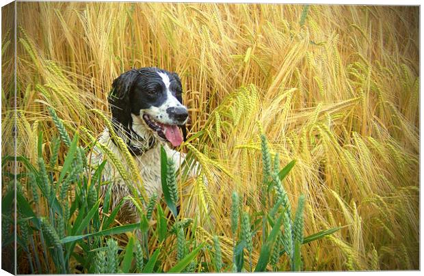  Springer Spaniel in the Wheat Canvas Print by paul lewis