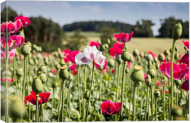  White poppy among the reds Canvas Print by paul lewis