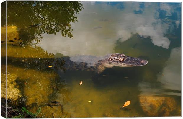 Alligator Daytime Resting Canvas Print by David McBarnett