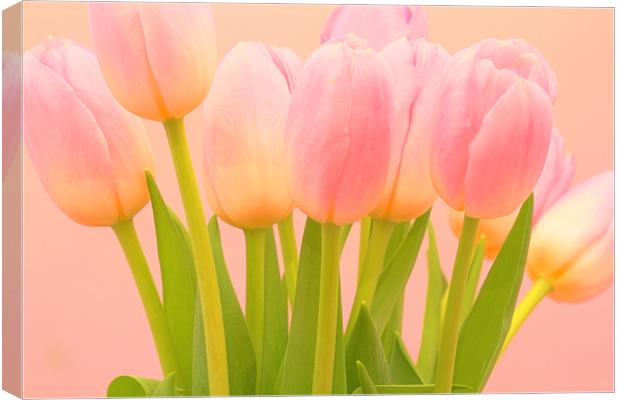HDR Tulips Canvas Print by Paul Kyprianou