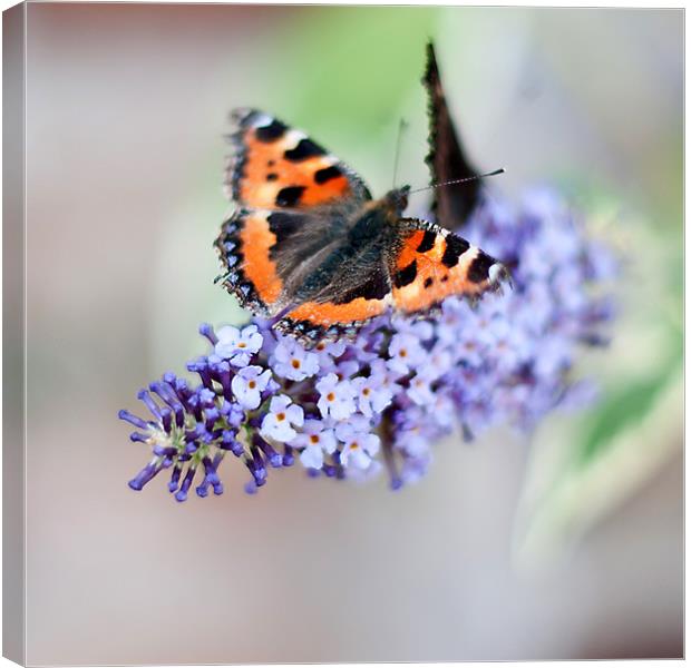 Butterfly Canvas Print by Kerry Murray