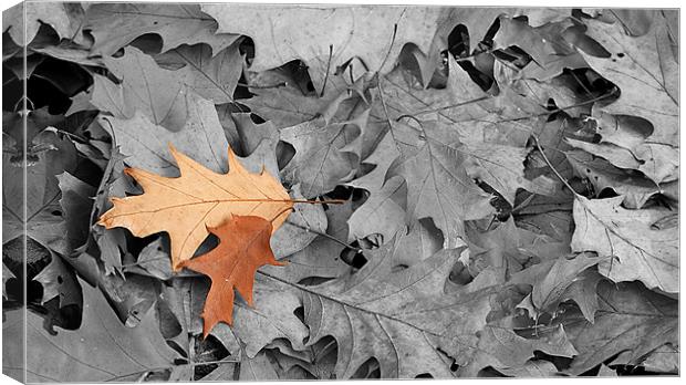 Autumn leaves Canvas Print by Kerry Murray