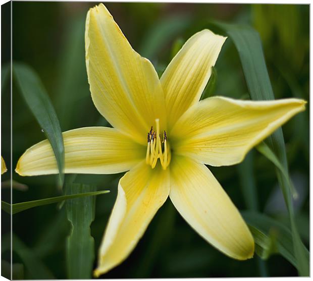 Yellow lily Canvas Print by Kerry Murray