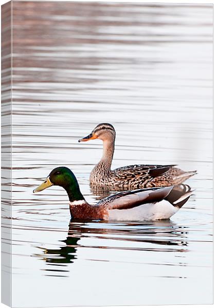 Ducks Canvas Print by Kerry Murray