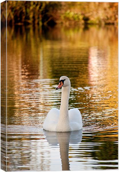 Swan Canvas Print by Kerry Murray