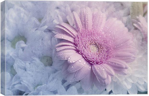 Dreamy Delight. Canvas Print by Louise Wagstaff