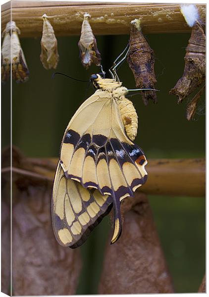 Swallowtail Butterfly. Canvas Print by Louise Wagstaff