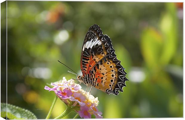 Red Lacewing Butterfly. Canvas Print by Louise Wagstaff