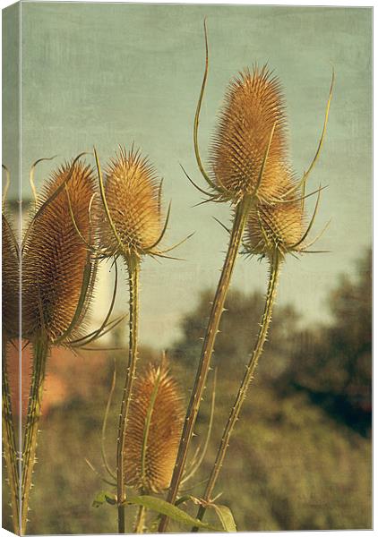 Golden Teasels Canvas Print by Louise Wagstaff