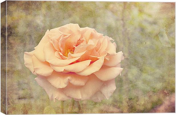 Beauty Of The Rose. Canvas Print by Louise Wagstaff