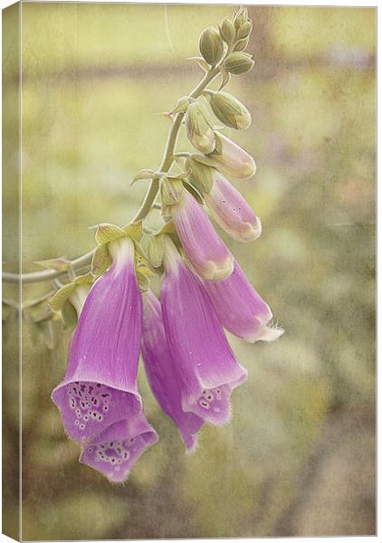 Purple Foxglove Canvas Print by Louise Wagstaff