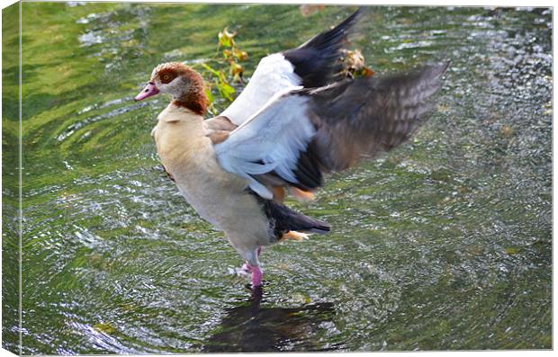Egyptian Goose Canvas Print by Ben Welsh