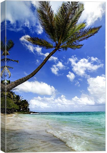 Marie Galante island Canvas Print by World Images