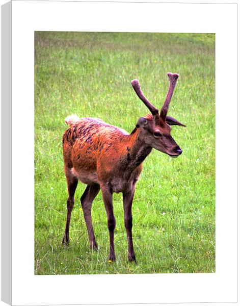 Baby Red Stag Deer Scotland Canvas Print by Reg Dobson